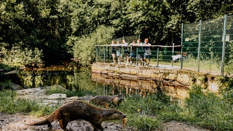 Two otters run in the foreground while people stand at a railing in the background and watch.