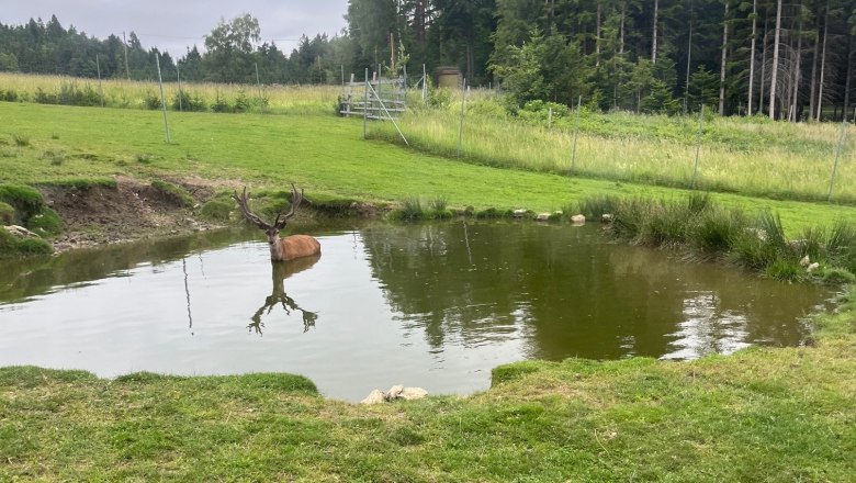 A deer stands in a small pond in a green meadow, surrounded by a forest and a fence.