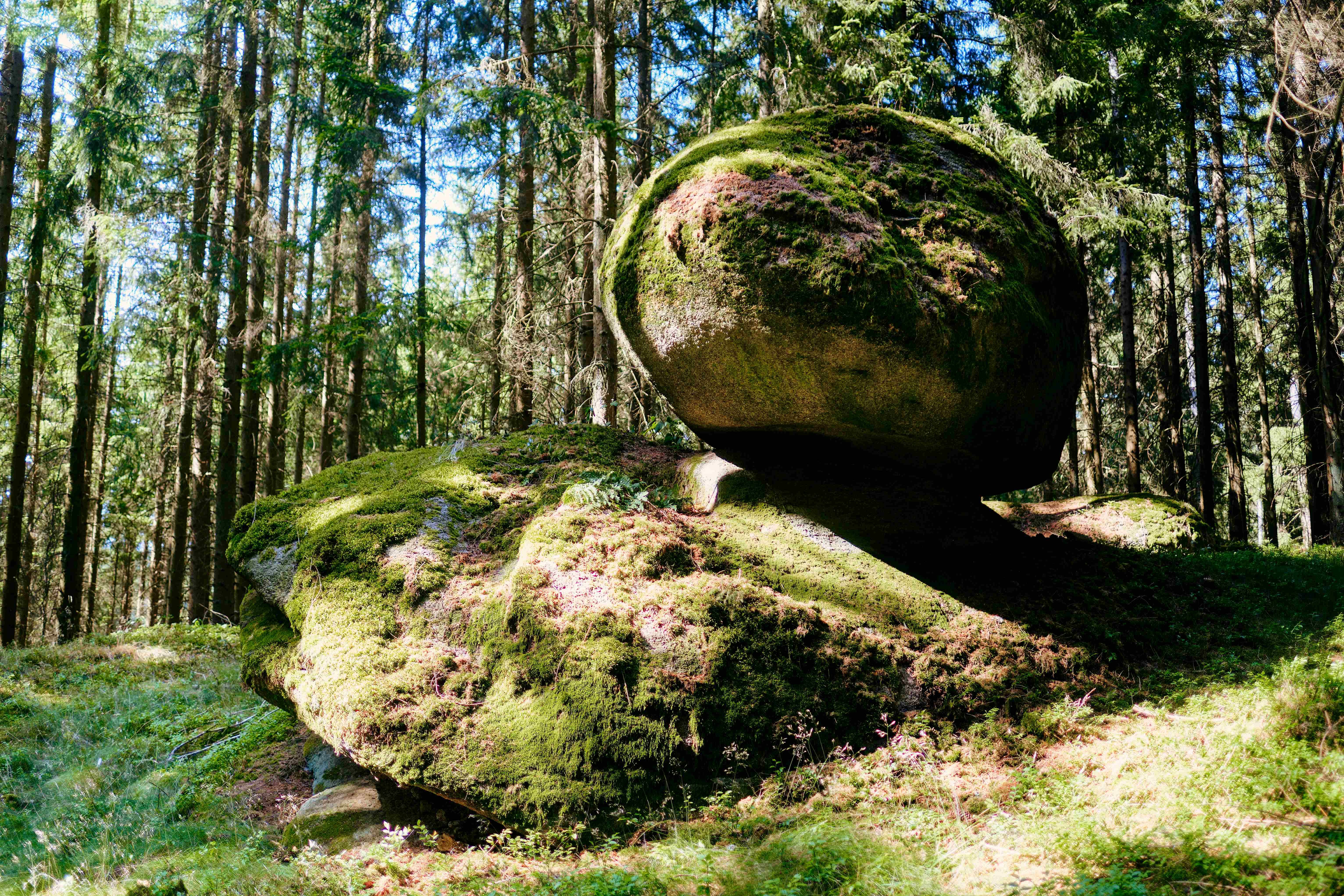 Our forest - a natural jewel