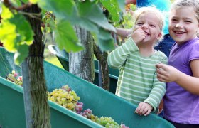 Two laughing children in the vineyard, one is eating grapes.