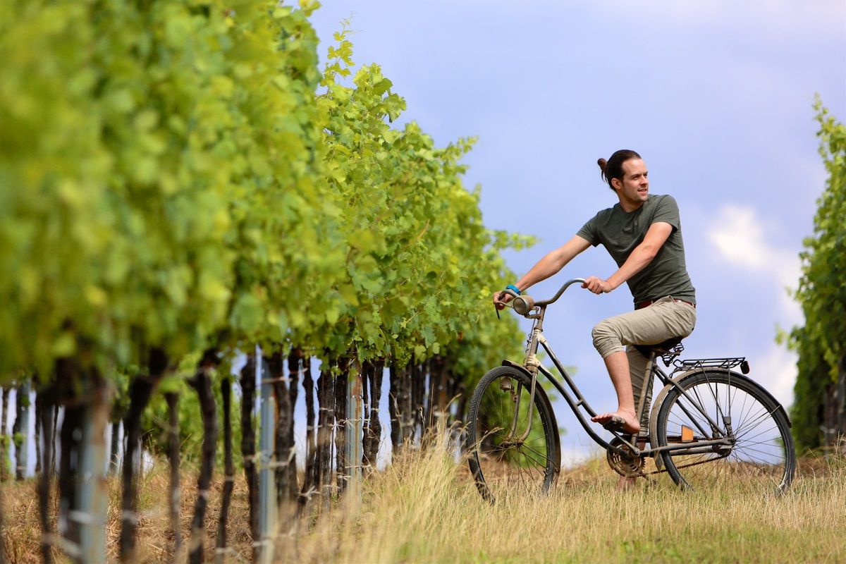 Person on a bicycle next to a vineyard.
