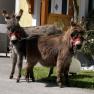 Miniature donkeys "Bella" and Little Pushkin", &copy; Familie Heimberger
