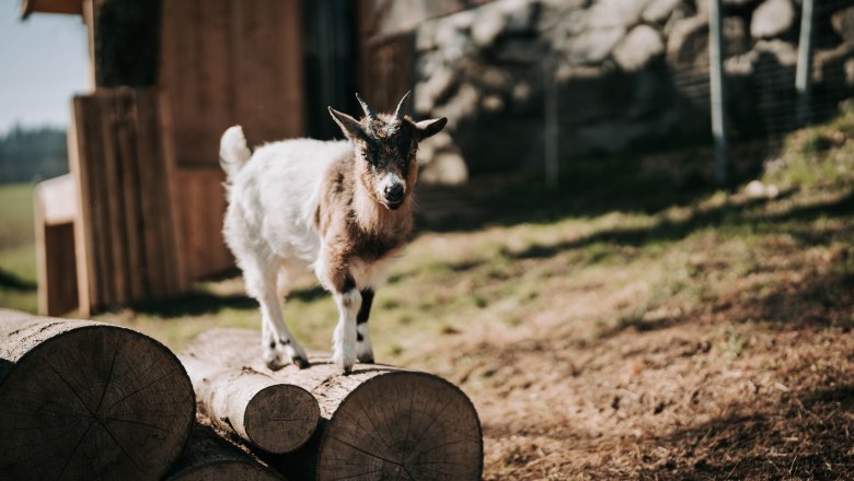 Dwarf goats (4), &copy; MIKU.Media OG