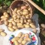 potatoes-from-your-own-garden, &copy; ferienwohnung wiesm&uuml;ller