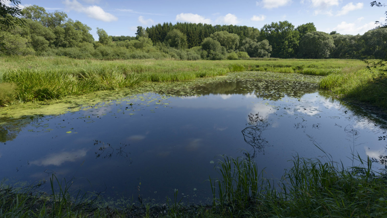 A small pond in a green landscape with trees in the background and a blue sky.