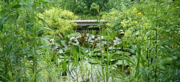 A lush garden with water lilies on a pond and surrounded by green plants.
