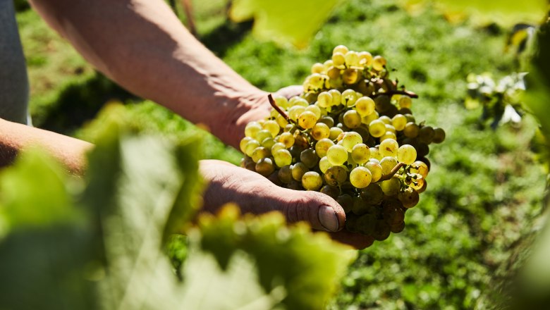 Close-up of hands holding a bunch of grapes in the vineyard.