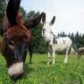 the-donkeys-in-the-pasture, © Karnerhof