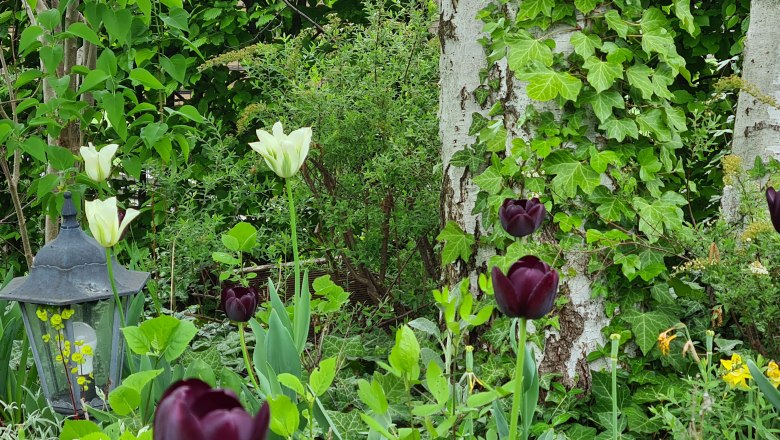 A garden with white and dark purple tulips, ivy on a tree and a lantern.
