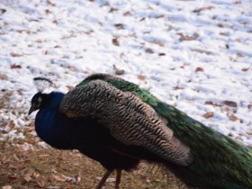 Pfaue im Keltendorf, &copy; Gemeinde Schwarzenbach