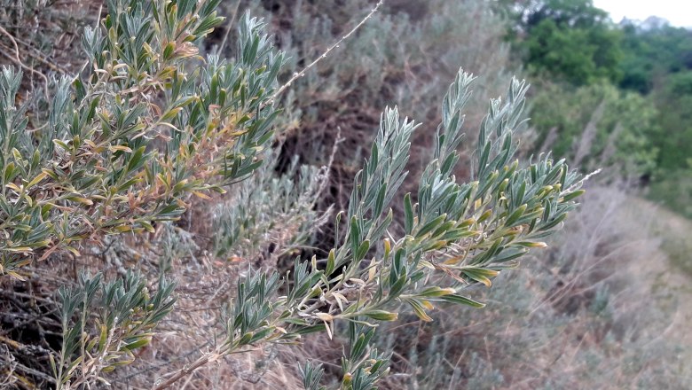 Close-up of green, elongated leaves of a plant in a natural environment.