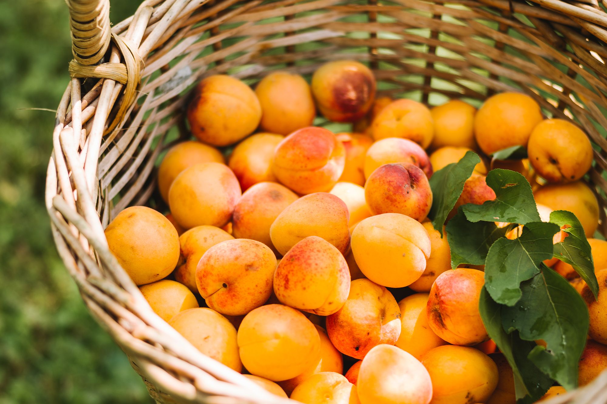 Fruity apricots from Lilli's apricot garden