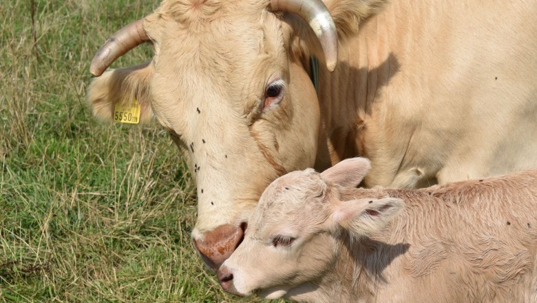 Vacation on the farm with the Weißkircher family, © Familie Weißkircher
