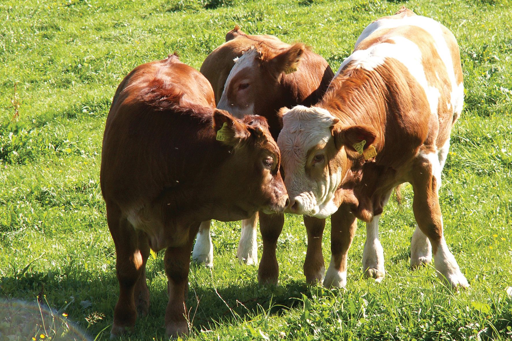 Three young cattle stand on a green meadow and touch each other with their heads.
