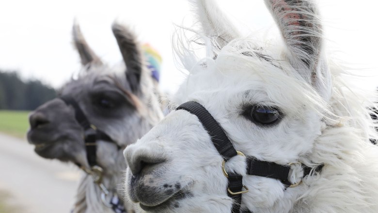 Llama and alpaca hikes, © Hofstetter Ranch