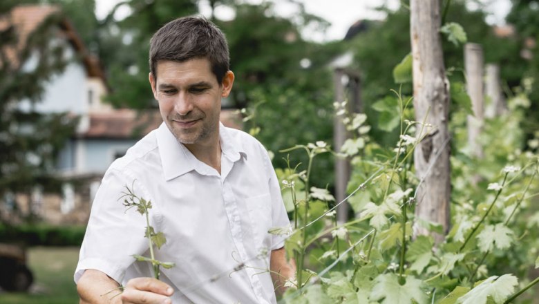 Man in white shirt inspects plants in a garden.