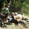 A child feeds sheep under a tree in the garden.