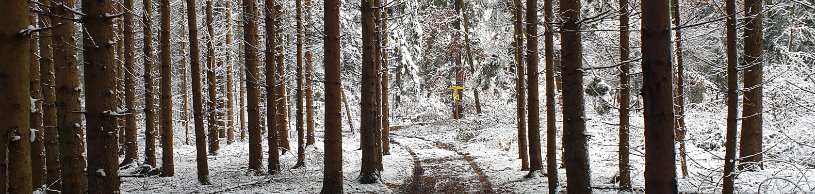 Winter Forest, © Niederösterreich Werbung