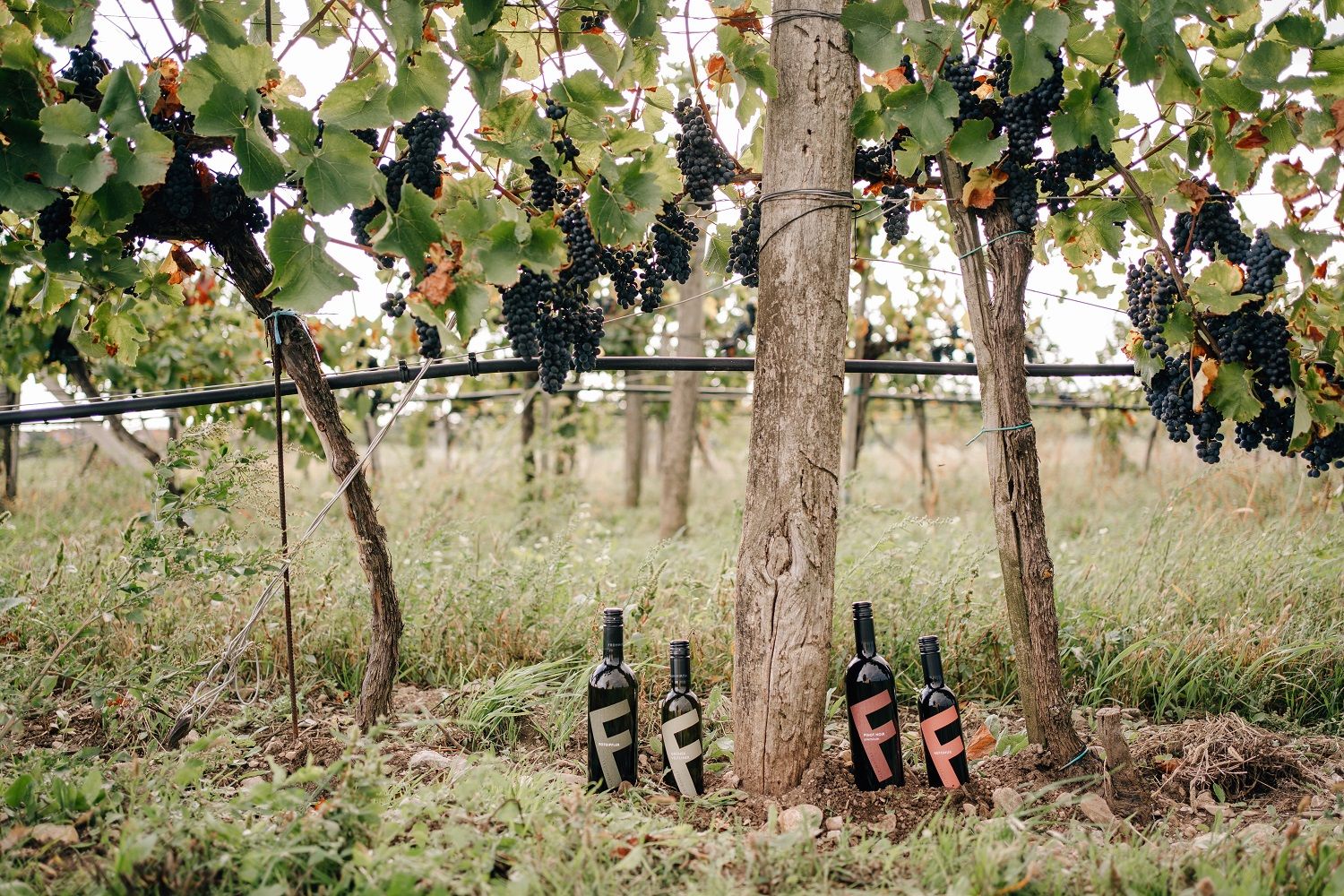 Impressions from the vineyard
