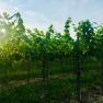 Vines in a sunny vineyard.