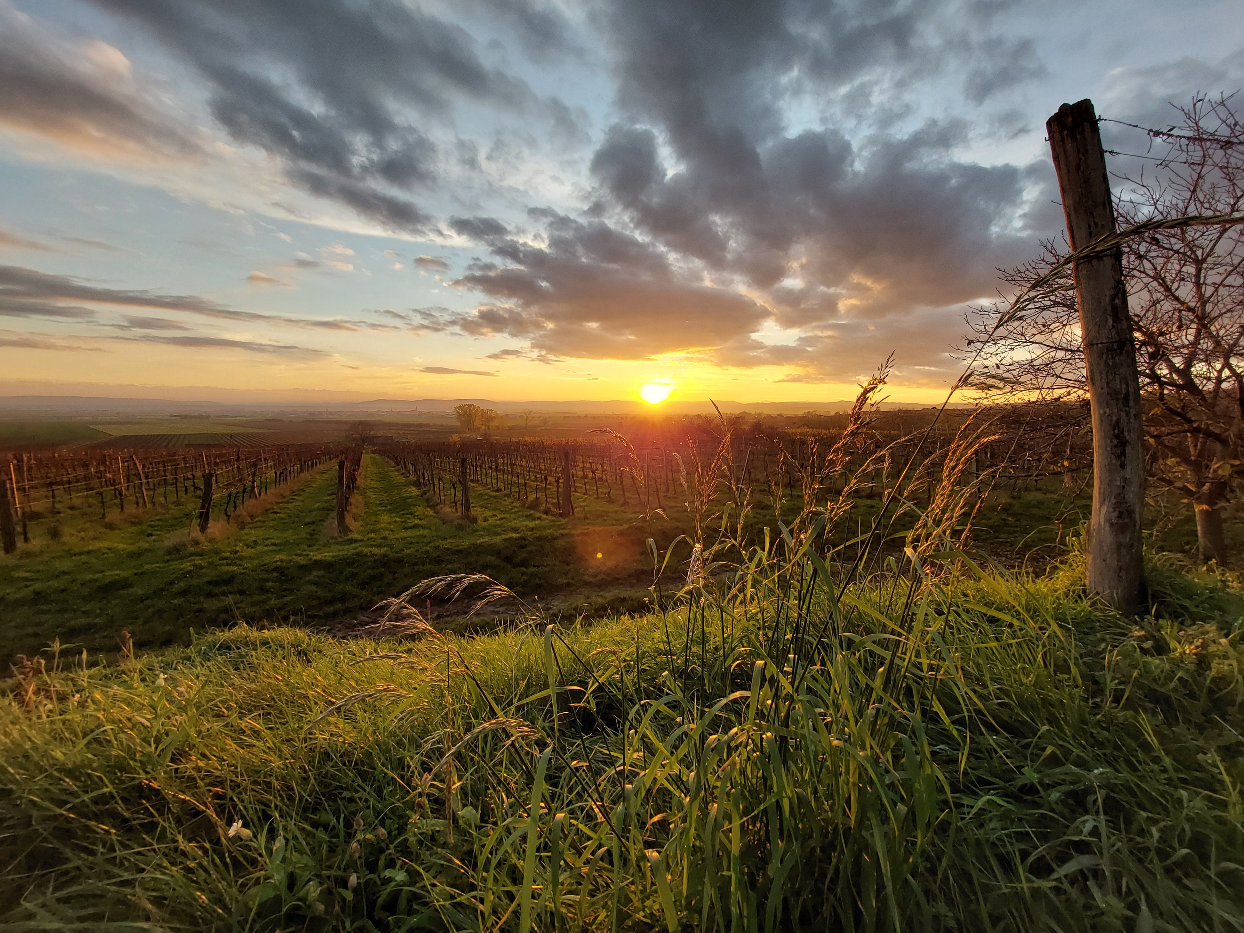 Vineyard at sunset