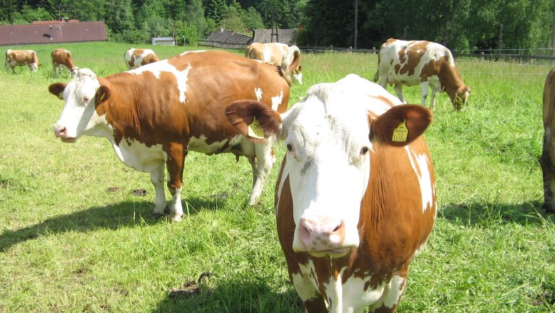 Hello! We are the organic cows from Waldviertel …, © Biohof Hammerschmidt