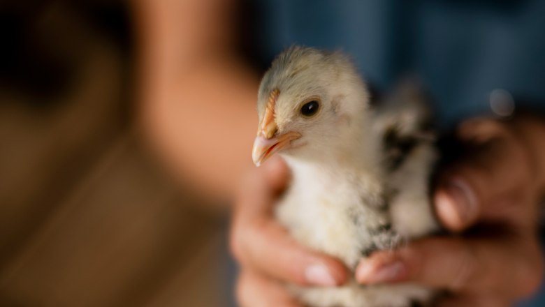A person gently holds a small chick in their hands.