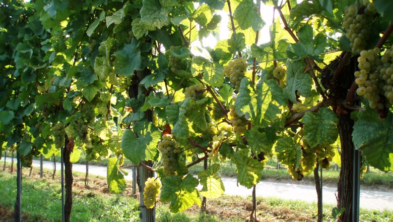 Vineyards, &copy; Weingut Siedler Alex