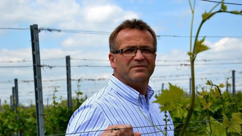 Man in a striped shirt stands in a vineyard.