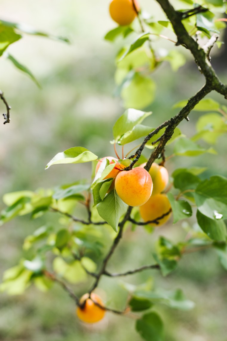 Fruity, juicy, the apricot, © Stefan Mayerhofer