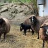Sheep at the Gsangerer farm (2), &copy; Mostviertel Tourismus