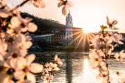 Apricot blossom in the Wachau., © Niederösterreich Werbung/Christian Majcen