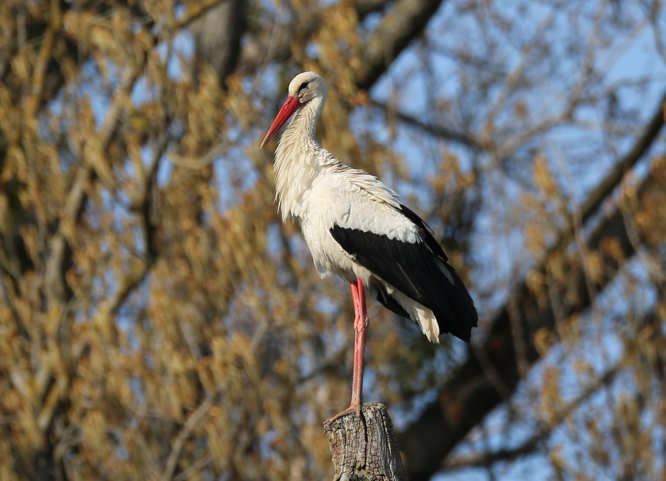 A stork stands on a tree stump in front of a blurred background with branches.