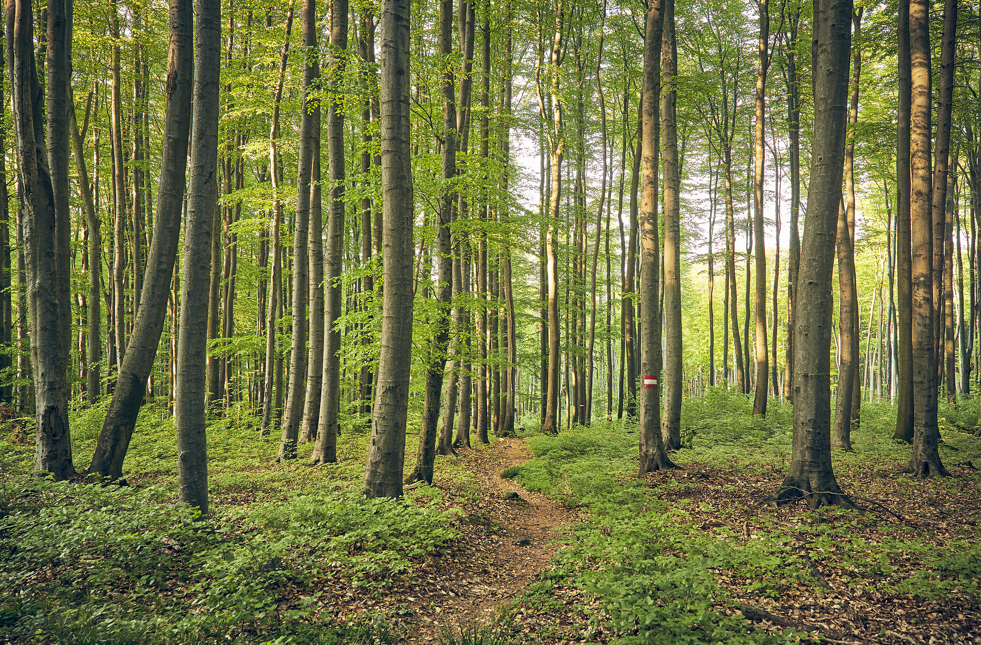 Ein sanfter Pfad schlängelt sich durch den üppigen Buchenwald, wo das Sonnenlicht sanft durch das dichte Blätterdach fällt. Die frische, klare Luft und das sanfte Rascheln der Blätter laden dazu ein, die Seele baumeln zu lassen und die Schönheit der Natur zu genießen.