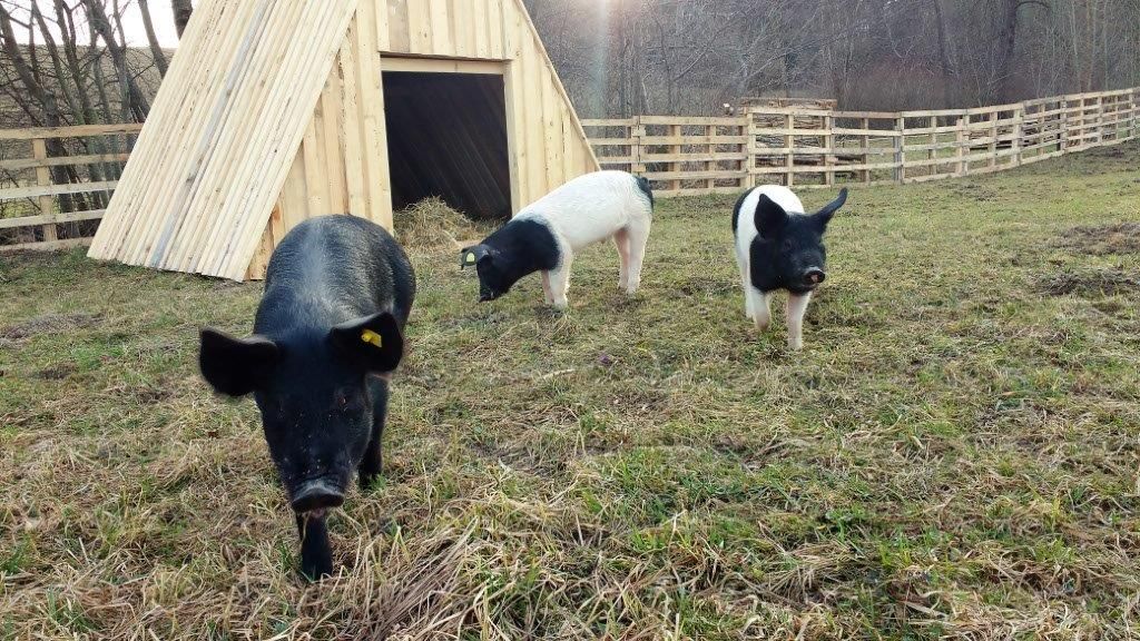 Pigs