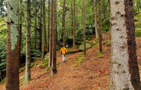 Person in yellow jacket walking on a forest path.