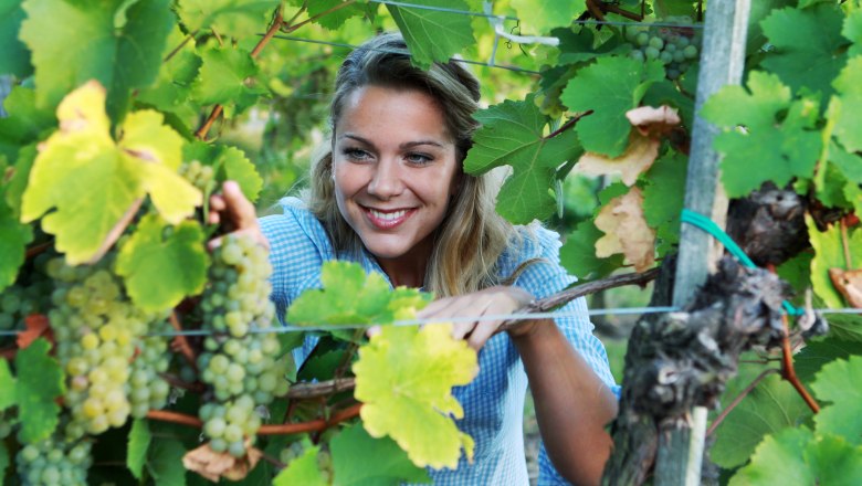 Woman in a vineyard looking through vines.