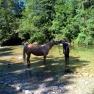 Horseback riding with the farm's own horses, © Heike und Arthur Schlögelhofer