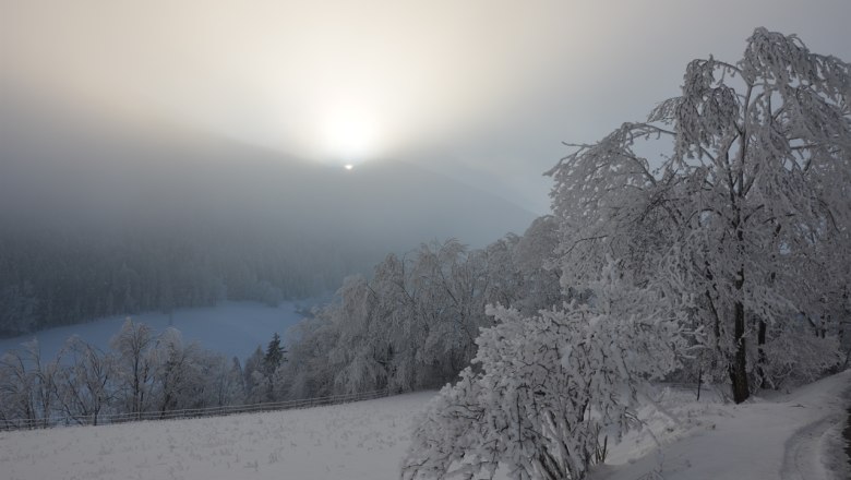 Winter landscape with snow-covered trees and sunrise behind a hill.