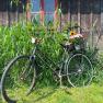 An old bicycle with a basket full of flowers stands in front of a wooden wall surrounded by tall grass.