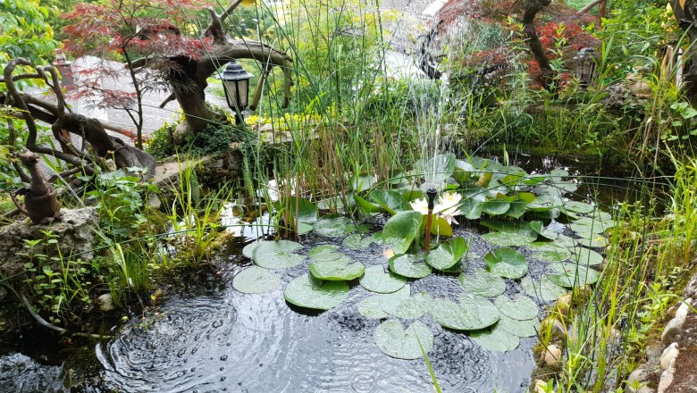 A small pond with water lilies and a water sprinkler, surrounded by lush vegetation and trees.