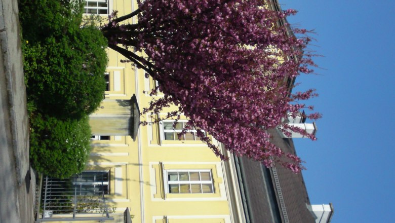 Yellow building with blossoming tree in the foreground and blue sky.