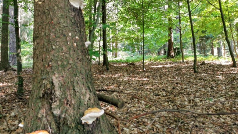 Forest air bathing, &copy; W.I.I.TT