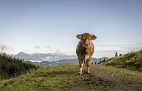 Der richtige Umgang mit Weidevieh. , © Robert Herbst