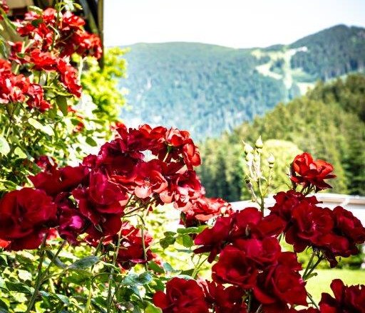 Garden, © Hanifoto.at HANI OTTLIK