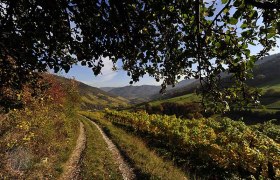 viticulture wachau, © Petr Blaha