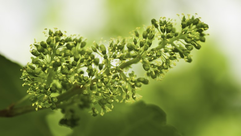 Grapevine in spring, &copy; Rita Newman