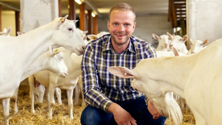 A man in a checked shirt kneels in a stable full of white goats.