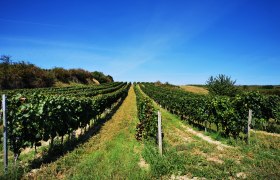 Vines on a hill under a clear blue sky.