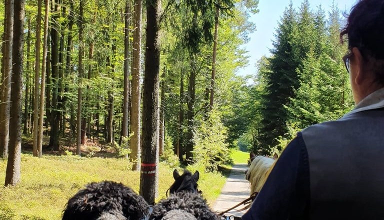 Carriage, © Birgit Libal